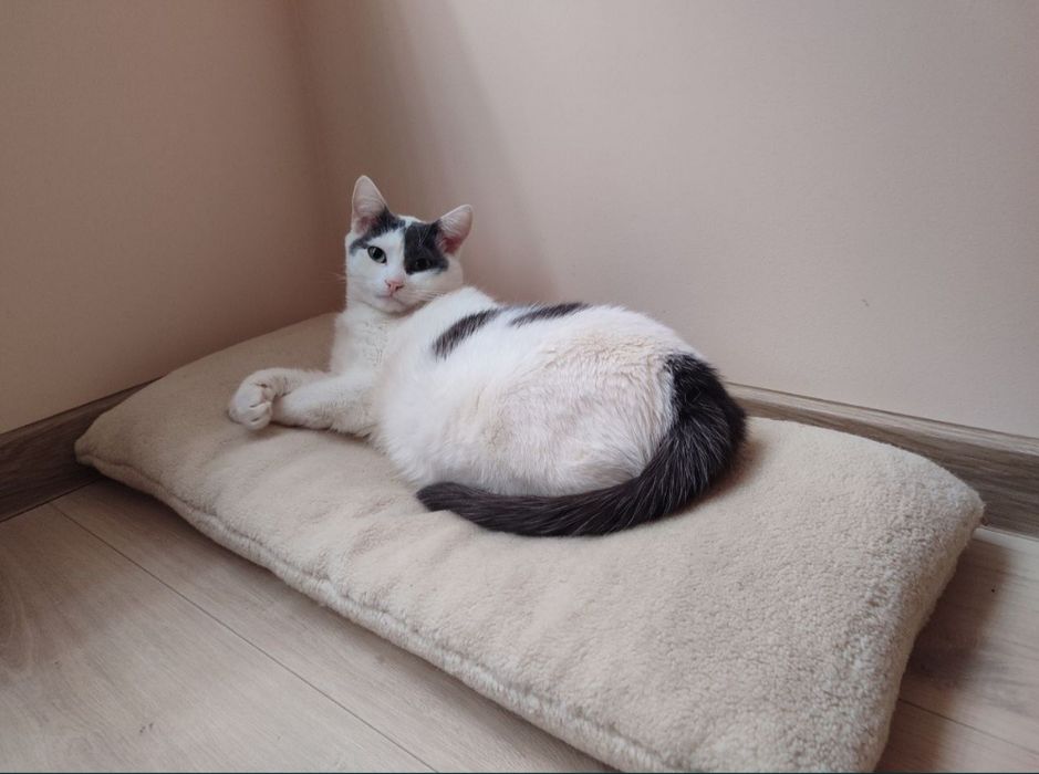 Сніжок  (Снічик)