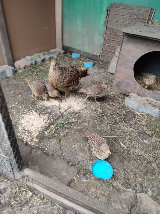 Bazanty złote młode jaja lęgowe