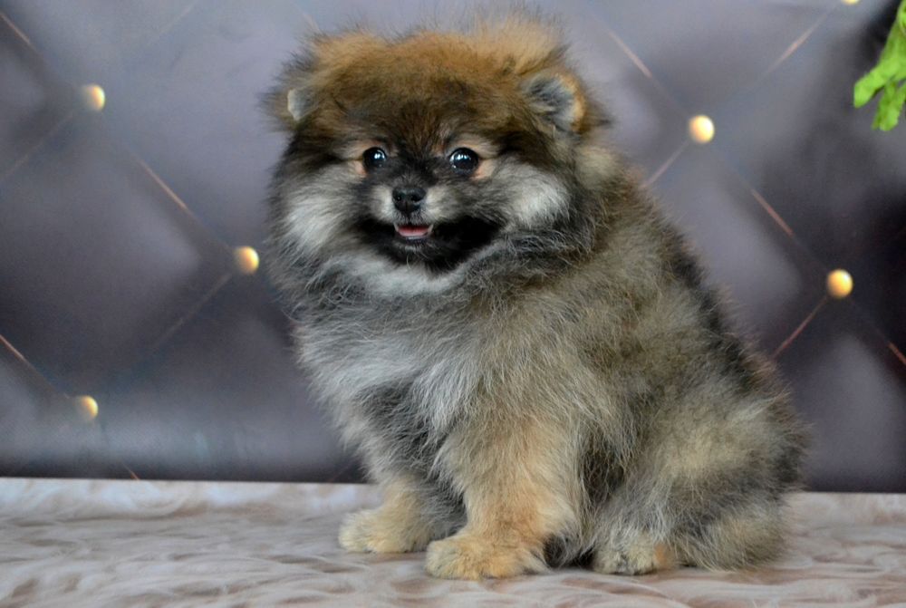 Супер міні пом щпіц