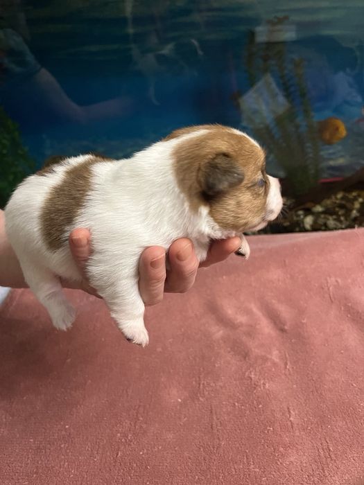 Щенки Джек Рассела