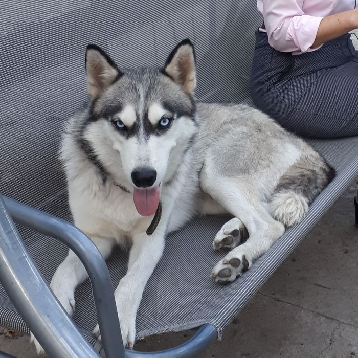 Хаскі красунчик кабель Марсель Вязка