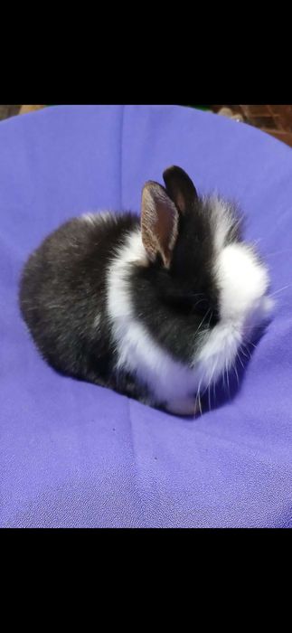Декоративний карликовий кролик