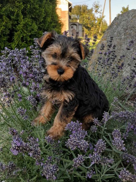 Yorkshire terrier Szczenię ( sunia)
