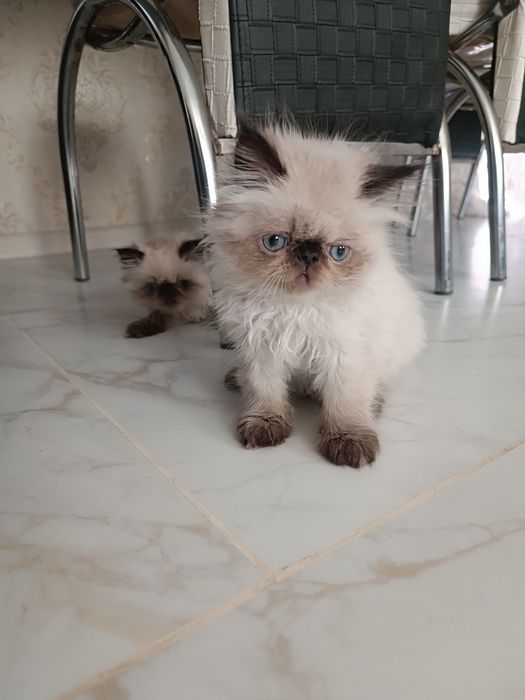 Милейшие котята Персы