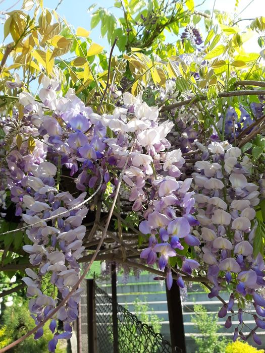 Glicynia sadzonki ok 1-2mb możliwość wysyłki