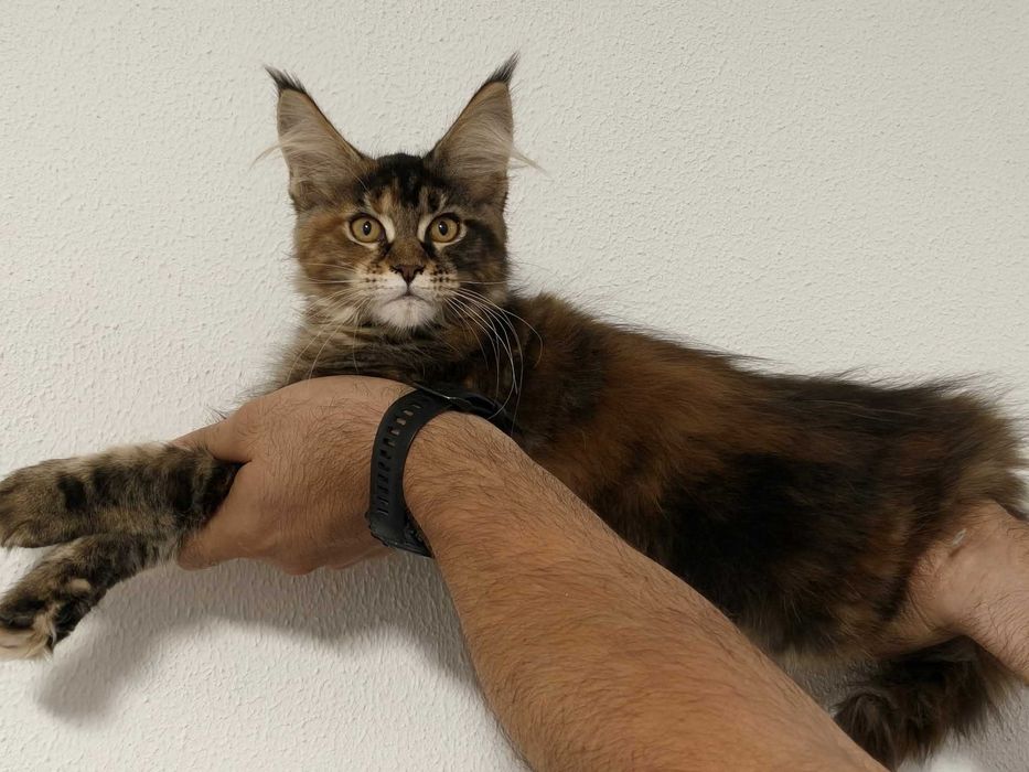 Maine coon fêmea
