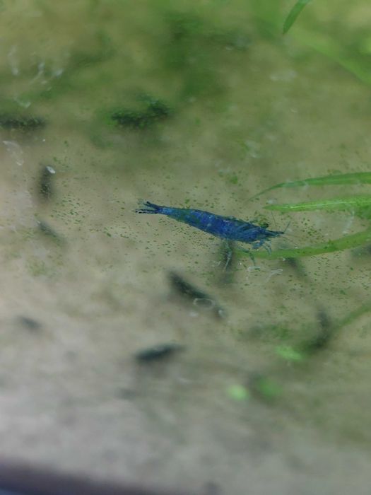 Krewetki blue velvet 5szt