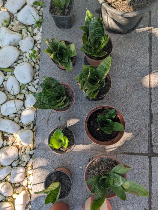 Plantas Espadas de São Jorge mini