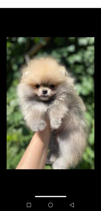 Девочка красотка мишка.