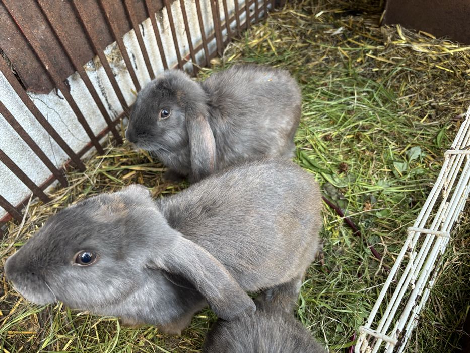 króliki baran francuski