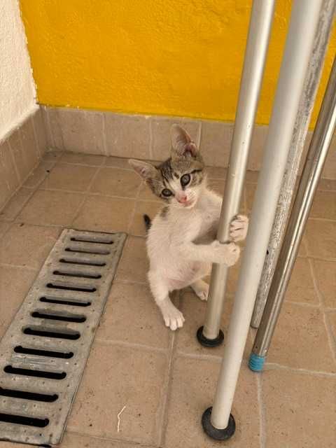 Gatinha para adoção!