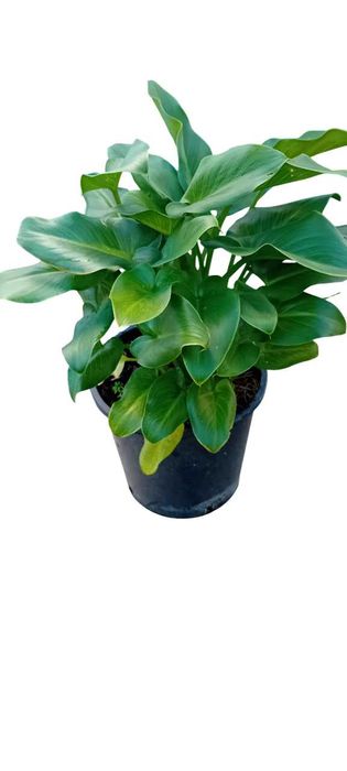 Planta jarro branco lirio calla, zantedeshia