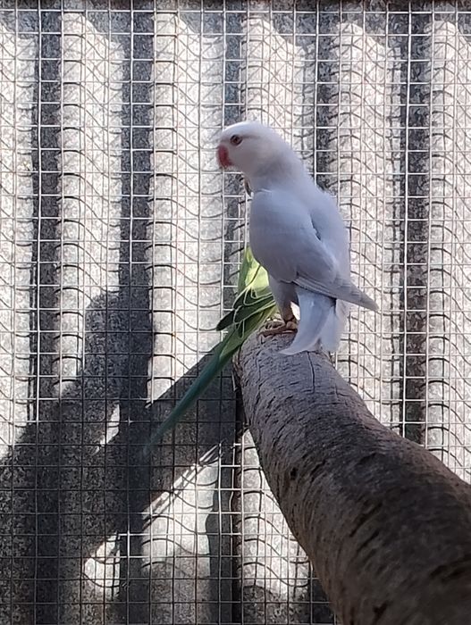 Ringnecks , alexandrinos , mustaches