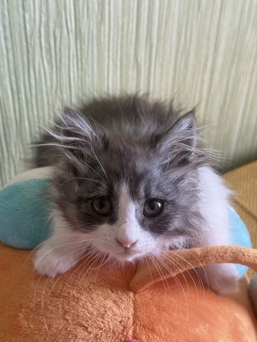 Кошенята,в добрі руки