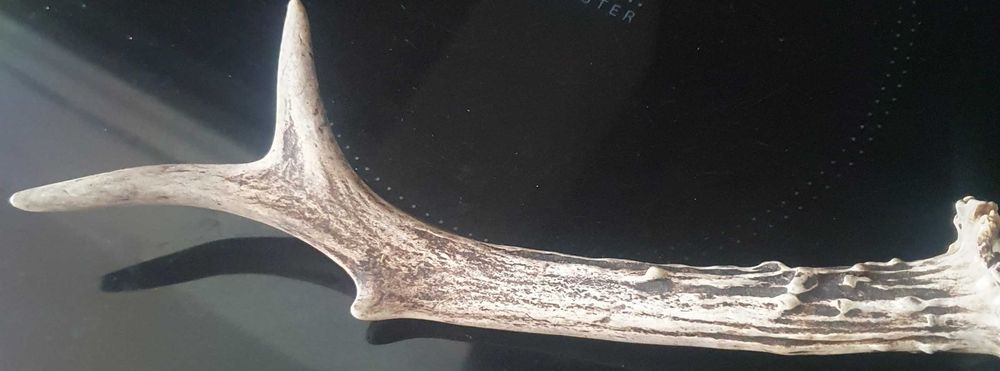 poroże jelenia sprzedam