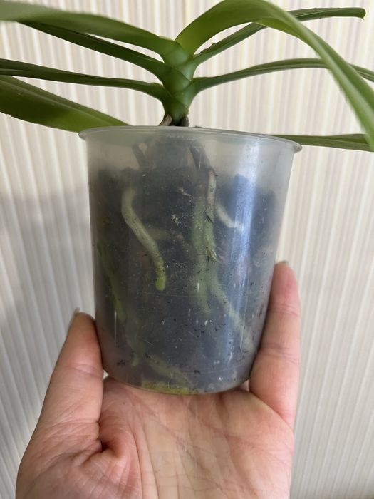 Орхідея фаленопсис Liodoro ароматна