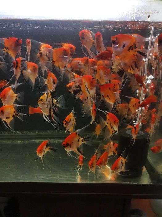 Skalar Red Devil