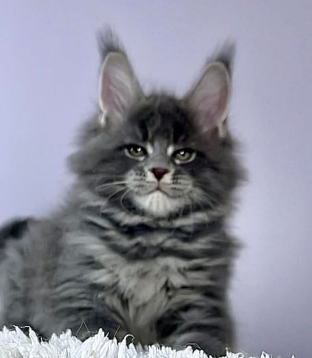 На продаж кошенятка Maine coons