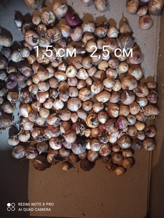 Гладіолуси великоквіткові