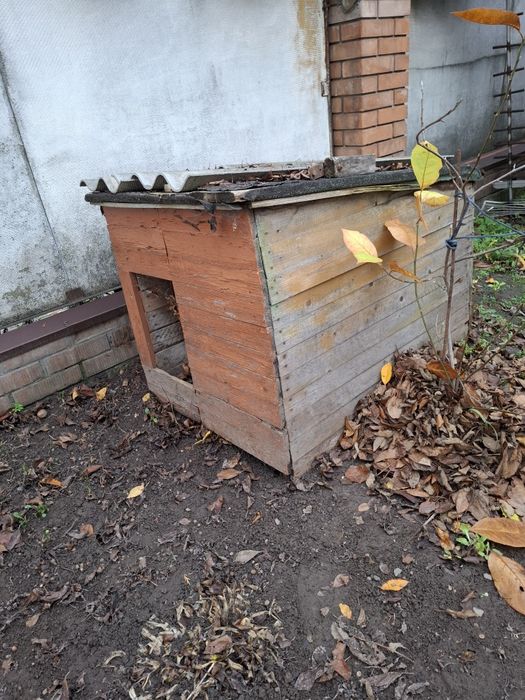 Буда для  собаки