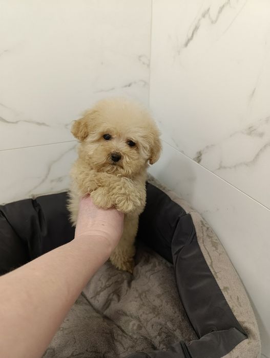 VIP дівчинка мальтіпу