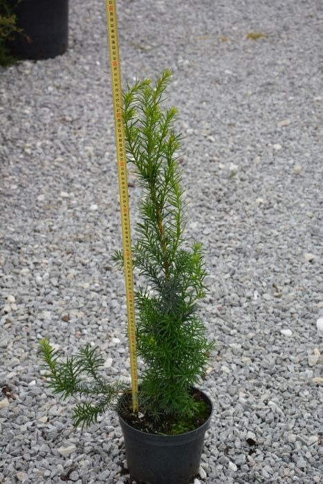 Cis pośredni HICKSII na żywopłot GĘSTE sadzonki C3 ok. 50cm TRANSPORT