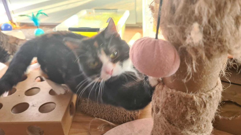 Delikatna i spokojna kotka BIBI