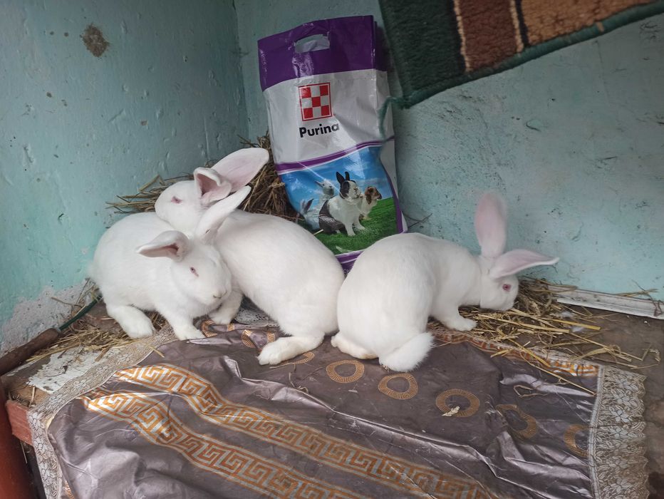 Тушки,м'ясо,кроля