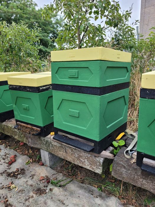 Ul dadant sprzedam ule z rodzinami