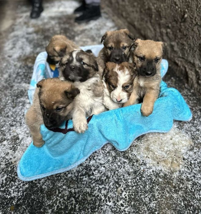 Чудове цуценятко із щепленнями!!!