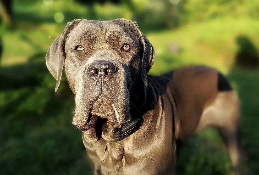 Cane Corso szczeniak