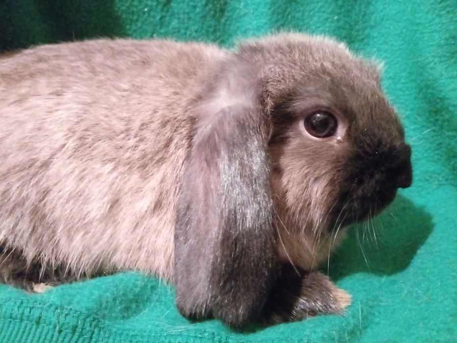 Królik miniaturka miniaturka mini lop