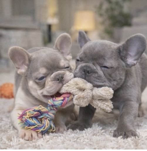 Элитные французики ! Питомник. Выбор щенков