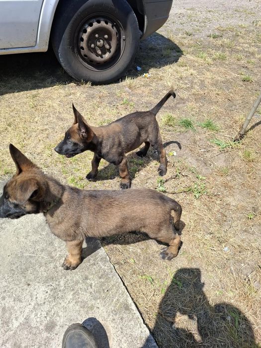 Owczarek belgijski Malinois
