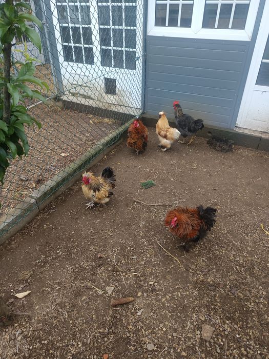 Sedosas variadas e galinhas frisadas