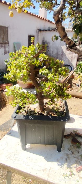 Bonsai de suculentas (Portulacaria afro)