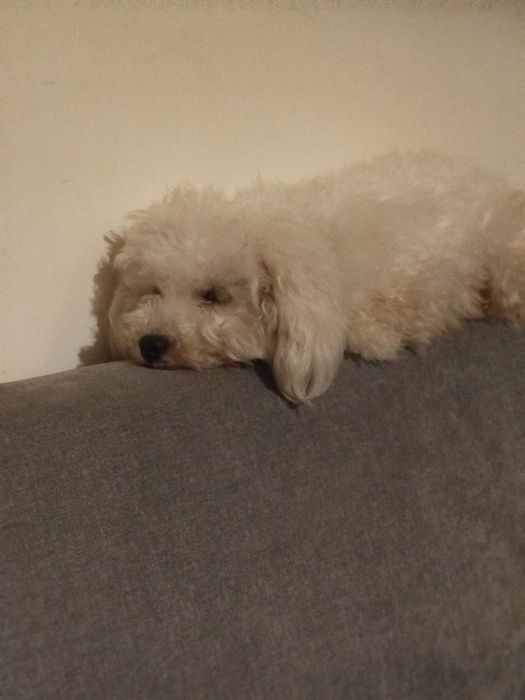 Caniche toy lindíssimo