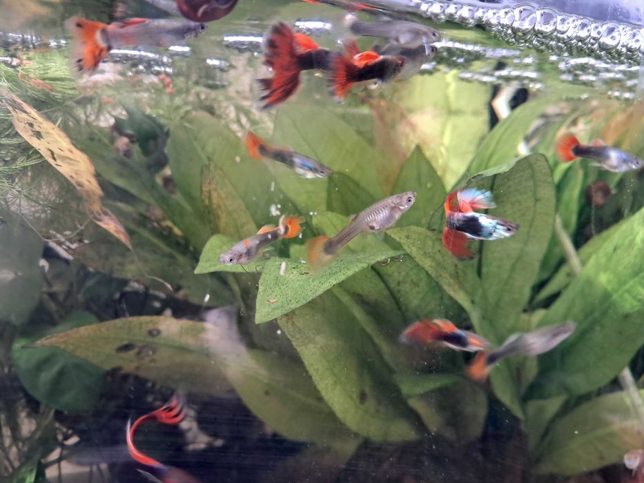 Guppies dumbo trio
