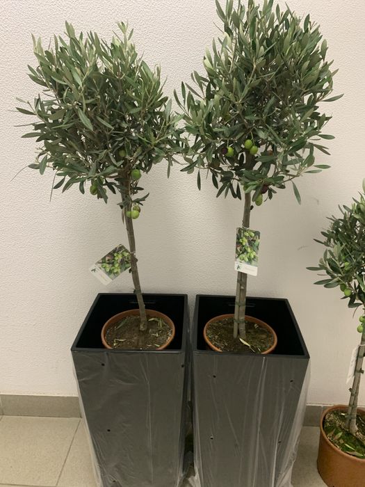 Оливкове дерево вис 1 , 40