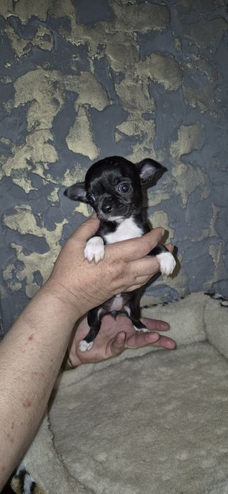 Дівчинка чихуахуа