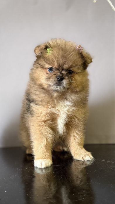 Дівчинка з блакитним оком )