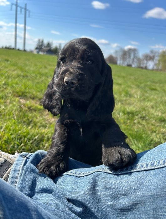 Cocker spaniel angielski