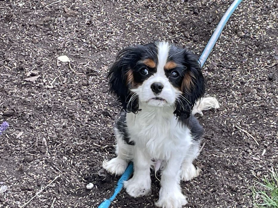 Cavalier King Charles Spaniel ZKwP - piesek