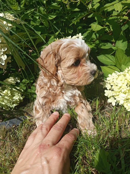 Maltipoo f1 przepiękny chłopiec