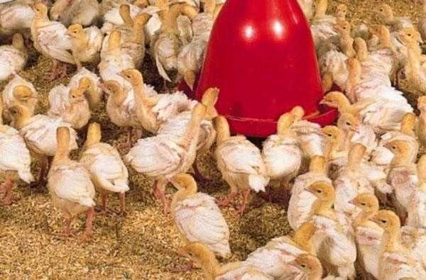 Індик БИГ - 6 (Индюшата БИГ - 6), розница/опт