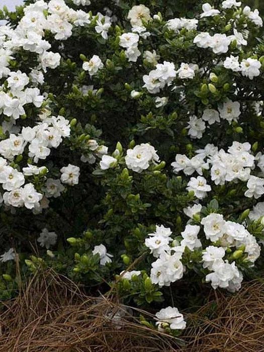 Gardenia "Crown Jewel, mrozoodporna do uprawy gruntowej! Piękny zapach