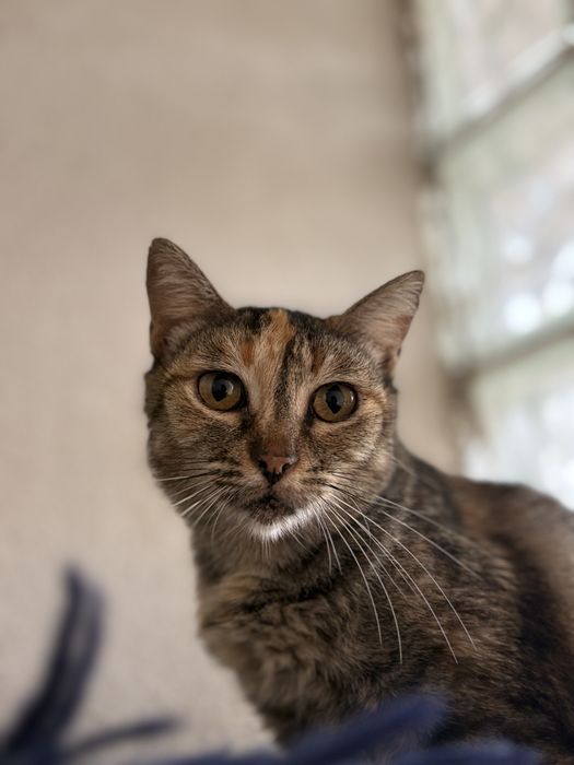 Gata tricolor tigrada para adoção ( Katiuska)