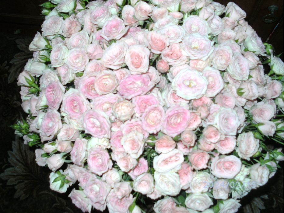 Цифровий фотоапарат Ergo