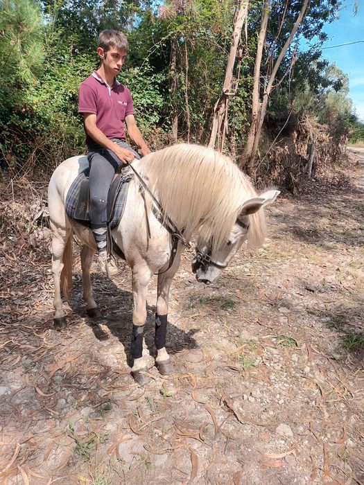 Cavalo manso , facil  ,experiente ,montado para qualquer cavaleiro