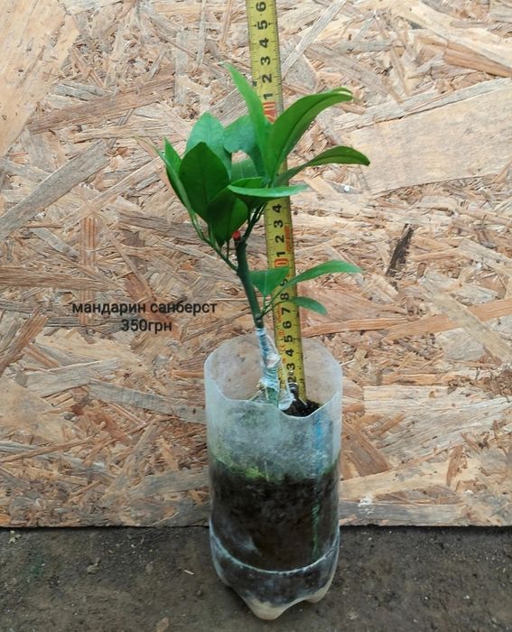 Продаж кімнатних цитрусові різних сортів